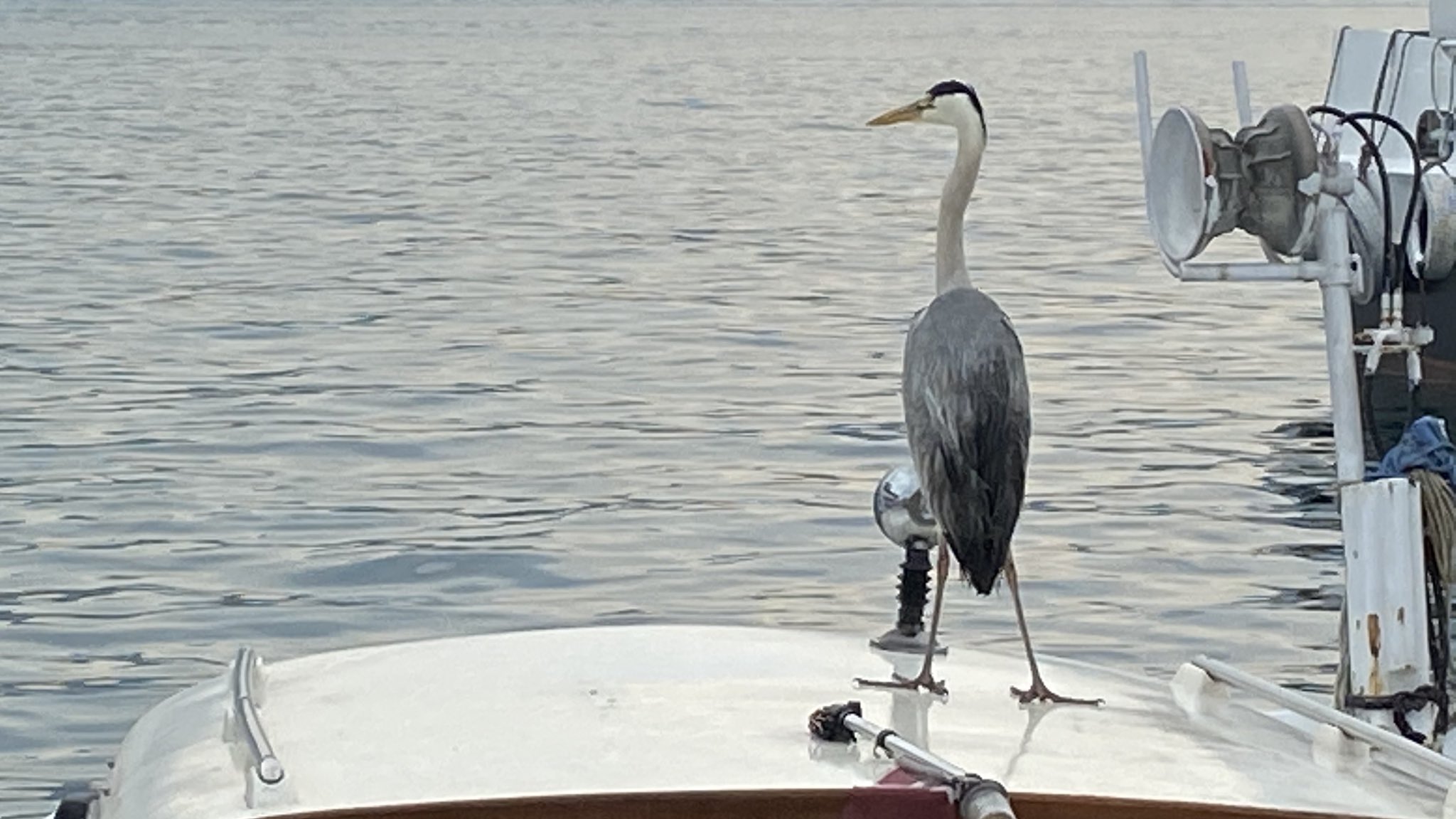 Waterbird—a heron—balanced on a moored boat’s bow, gazing toward the quiet harbor.