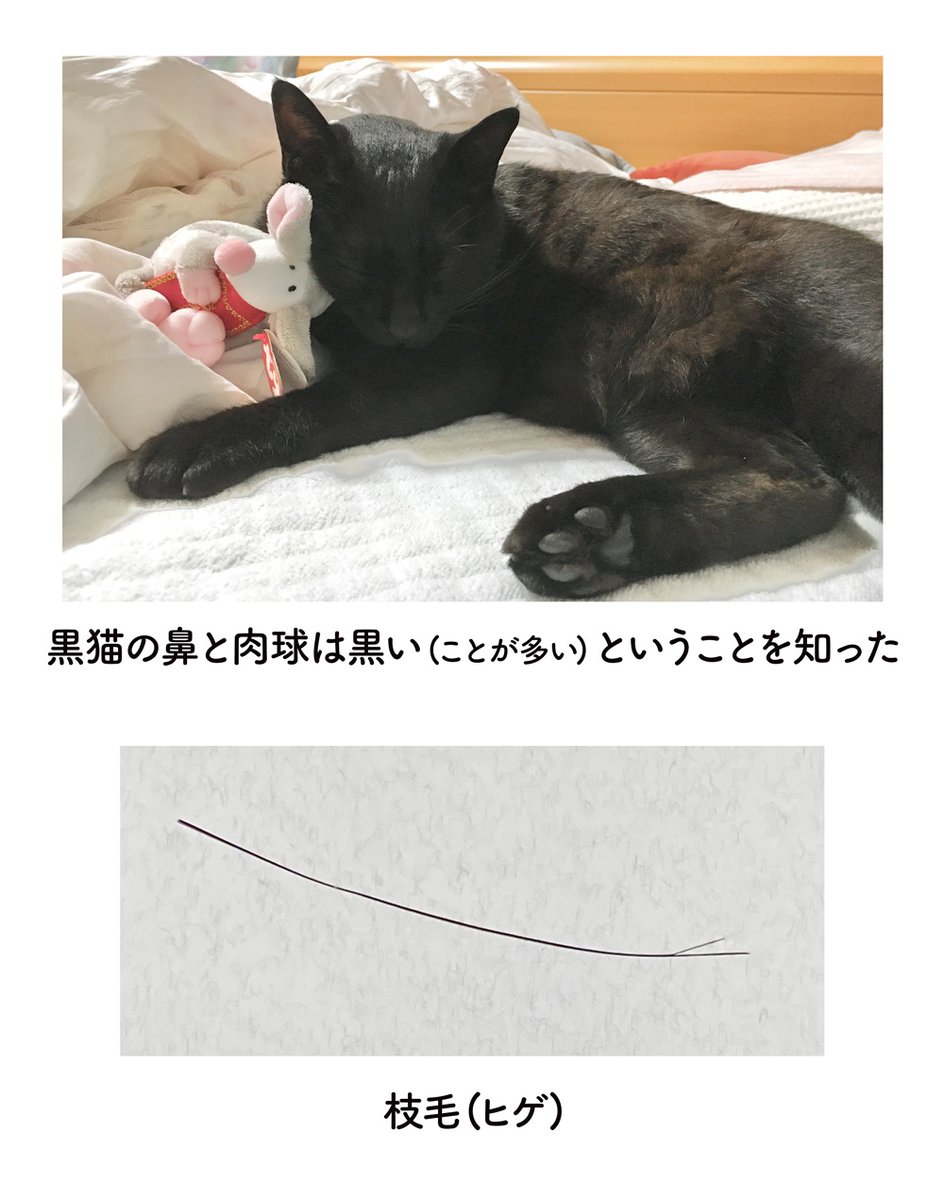 黒猫ろんさんと暮らしはじめた最初のときは、ねこのこと全然知らなくていろんなことに驚いたな〜という思い出の絵日記 #ろんの絵日記 