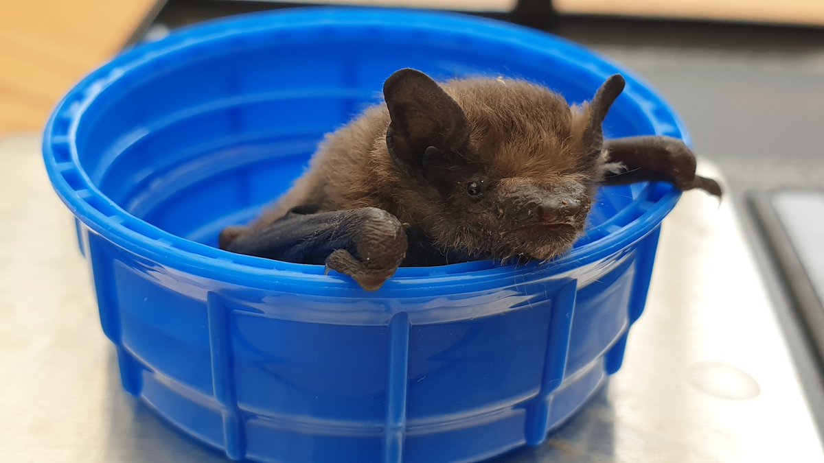 Bryn is very well behaved when weighing. What a good boy!