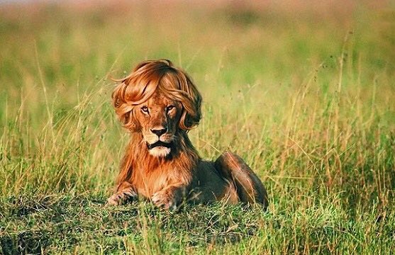 مُلهَم tweet media