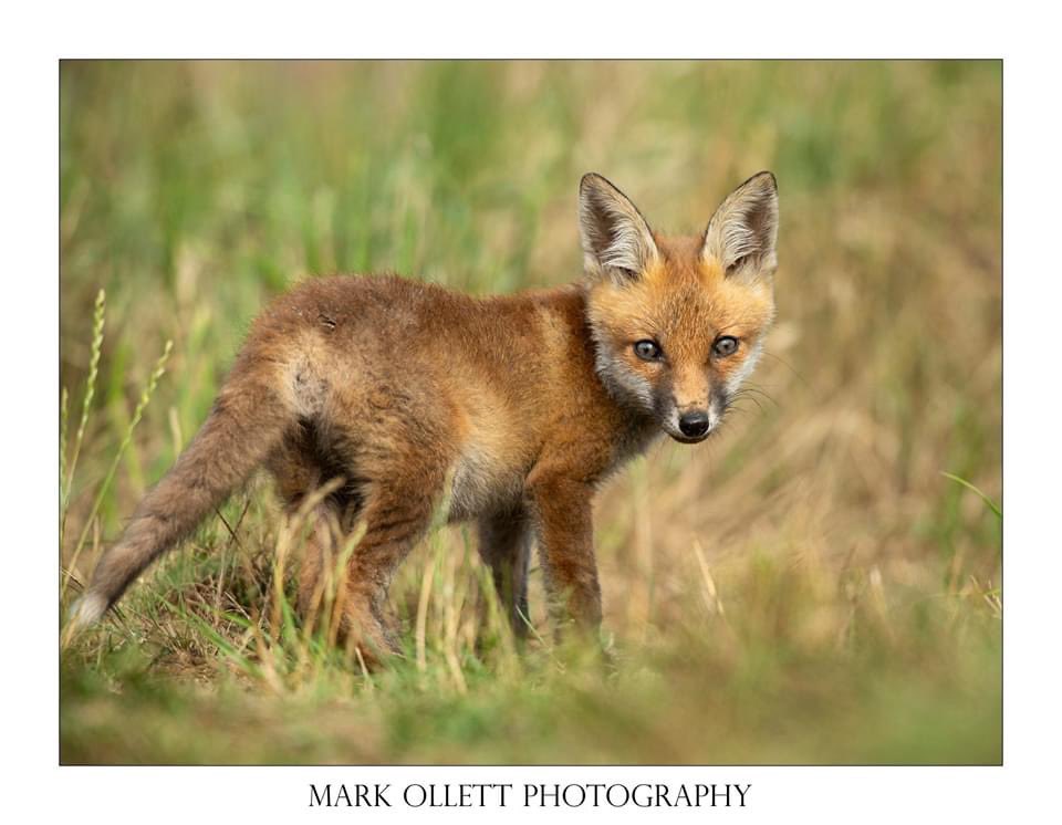 OllettMark's tweet photo. Little fox cub taken at my hide. About the size of a rabbit. #fox #cub #wildlife #nikon #norfolk #norwich #mammal #cute https://t.co/8W5ppV0jmC