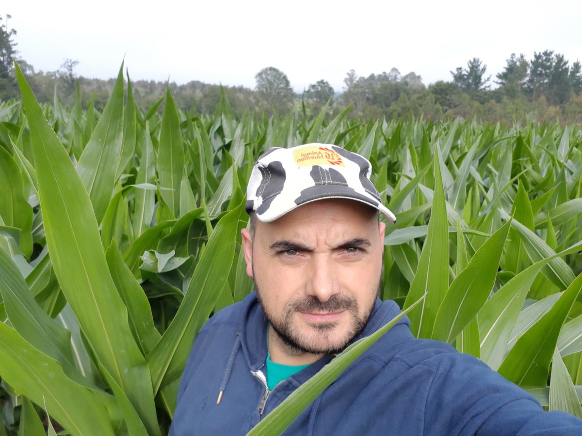 LGSeedsES's tweet photo. 🌽🌽#MAÍZ🌽🌽
Xoel y su padre, Gustavo, nos mandan estas imágenes de #LG31630 con #Starcover desde Laracha, en A Coruña.
¡Cómo se nota que la agricultura se lleva en la sangre desde pequeño!
Descubre esta variedad: https://t.co/28uYY4Zr2H
#SemillasLG #Agricultura #Agricultor https://t.co/hf3maNu7BE