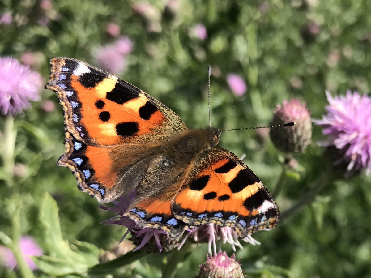 Team4Nature's tweet photo. Do you feel that Butterflies represent great symbols of hope in 2020?
If so, please tell us why?
We want to hear your thoughts.
Please reply to this tweet and RT to reach a wide audience ๐๐ https://t.co/B2jVtX5Ho1