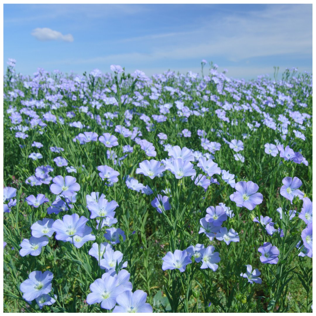 We hope everyone enjoys a lovely sunny weekend ☀️  Can anyone share spots for beautiful lavender flowers in the UK? We'd love to hear...