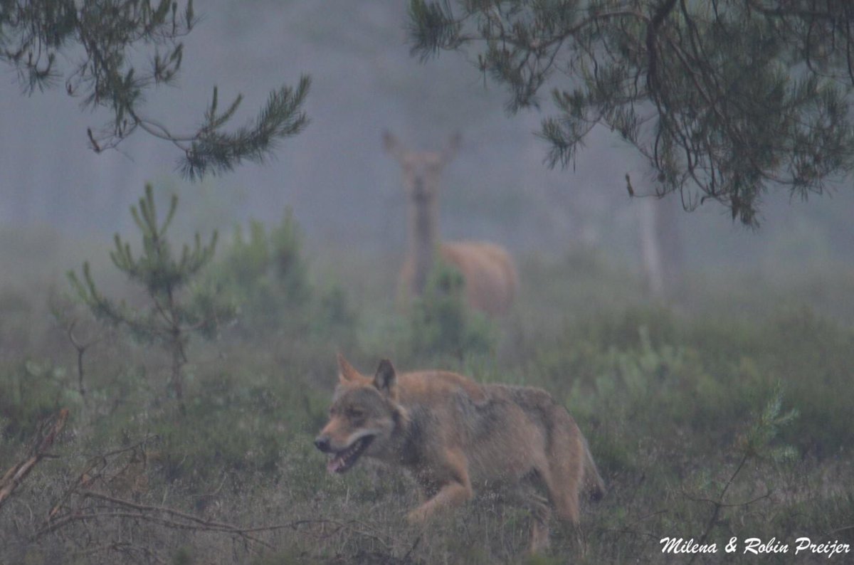 Roofdieren zaaien geen dood of verderf, ze zaaien vooral diversiteit! Er is weer een Predator-Prooi relatie in de top van de voedselketen op de #Veluwe. Deze foto van Robin Preijer genomen op de Noord Veluwe vanaf een pad geeft dit prachtig weer. Dank Robin voor de foto 👍🏻. #Wolf