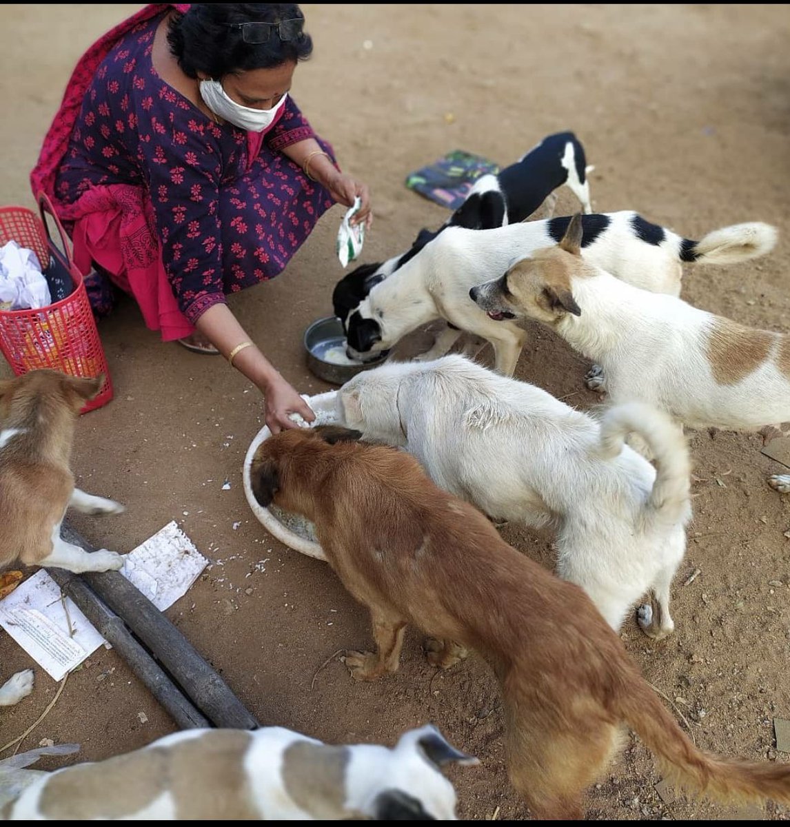 vrikshit's tweet image. &quot;The best satisfactory deed is to feed&quot;
Let&apos;s bring a change ,help us achieve the target of feeding 1 M street animal. To do this we don&apos;t need any money, all we need is a vision to bring change.

#FeedAnimalsOnStreet #Mission1M #FAOS #FeedAnimals #AnimalRights #AnimalWelfare
