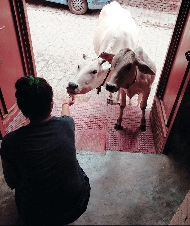 vrikshit's tweet image. &quot;The best satisfactory deed is to feed&quot;
Let&apos;s bring a change ,help us achieve the target of feeding 1 M street animal. To do this we don&apos;t need any money, all we need is a vision to bring change.

#FeedAnimalsOnStreet #Mission1M #FAOS #FeedAnimals #AnimalRights #AnimalWelfare