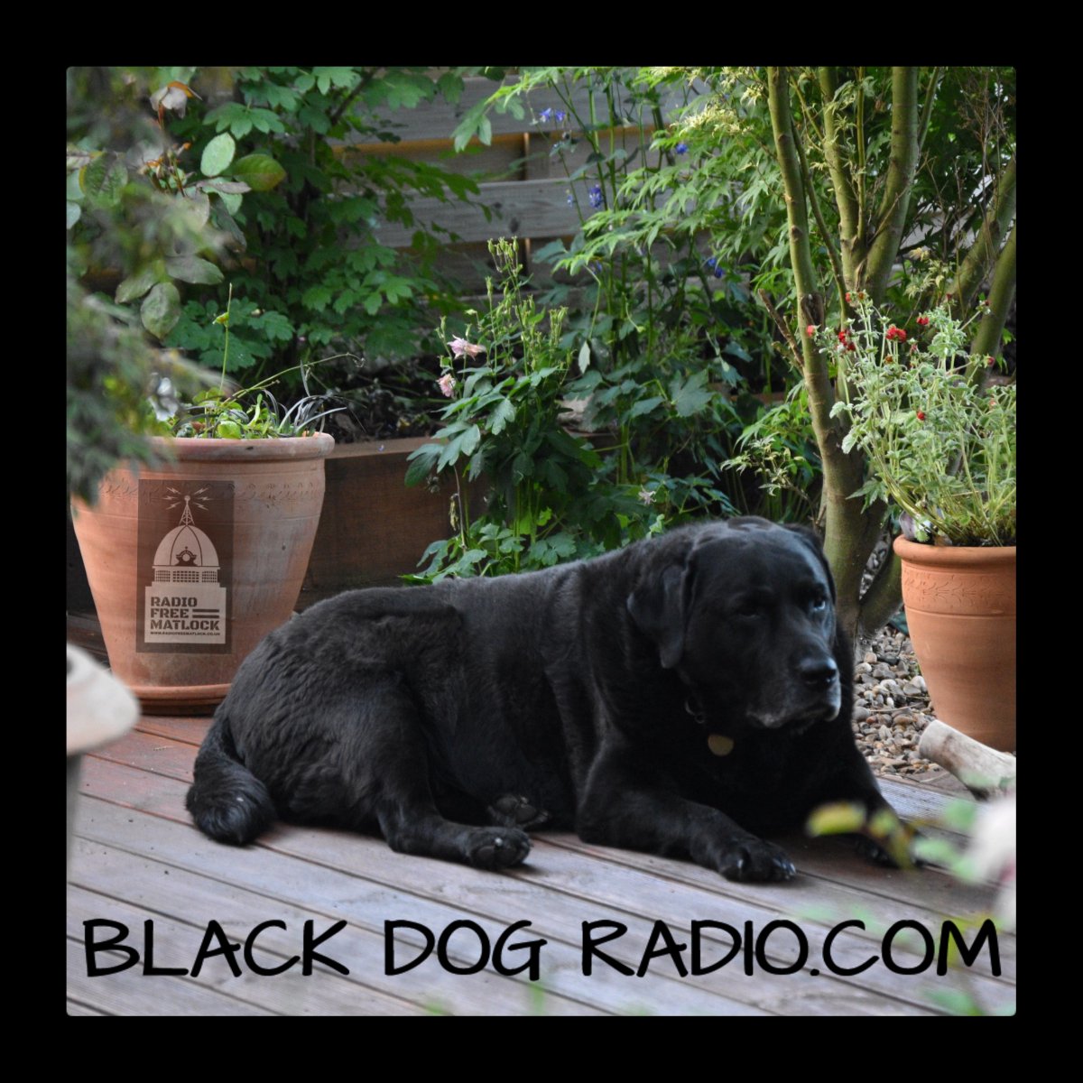 BlackDogRadio tweet media
