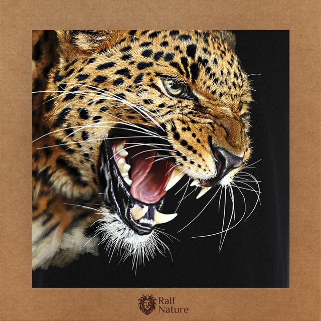 The number of leopards in Africa and Asia has declined, and the downward trend continues. The reasons are very similar to those that cause the decline of all big cats: the increase in agricultural and livestock areas, the growth of human populations, legal trophy hunting, poachin