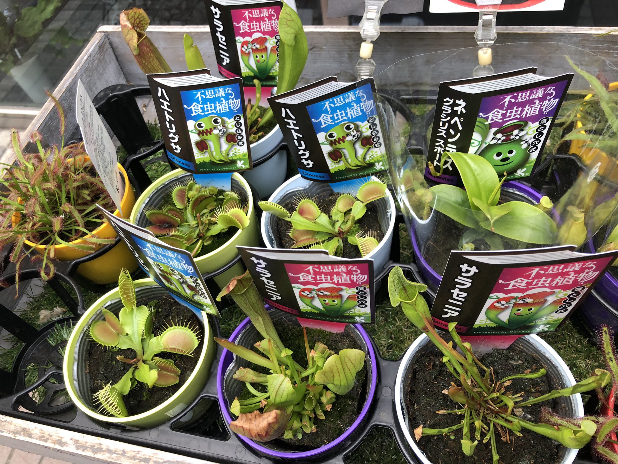 フルール若林 食虫植物販売してますよ 札幌ではイベント事が殆ど中止で微妙に季節感無い感じですが 確実に夏になって来てます 虫さんも出てくる季節です 食虫植物 札幌 販売 花屋 T Co Egz2sjtms9 Twitter