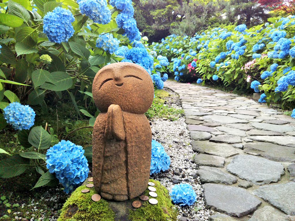 コトネ東北 男鹿市北浦の雲昌寺 一面ブルーの紫陽花 雨上がりで一層キレイ 7月19日 日 まで 拝観料 500円 今年は駐車場一ヵ所で 時間帯によりますが超混み 行く予定の方は注意事項 確認してからお出かけください T Co Yqjmrfvxiq