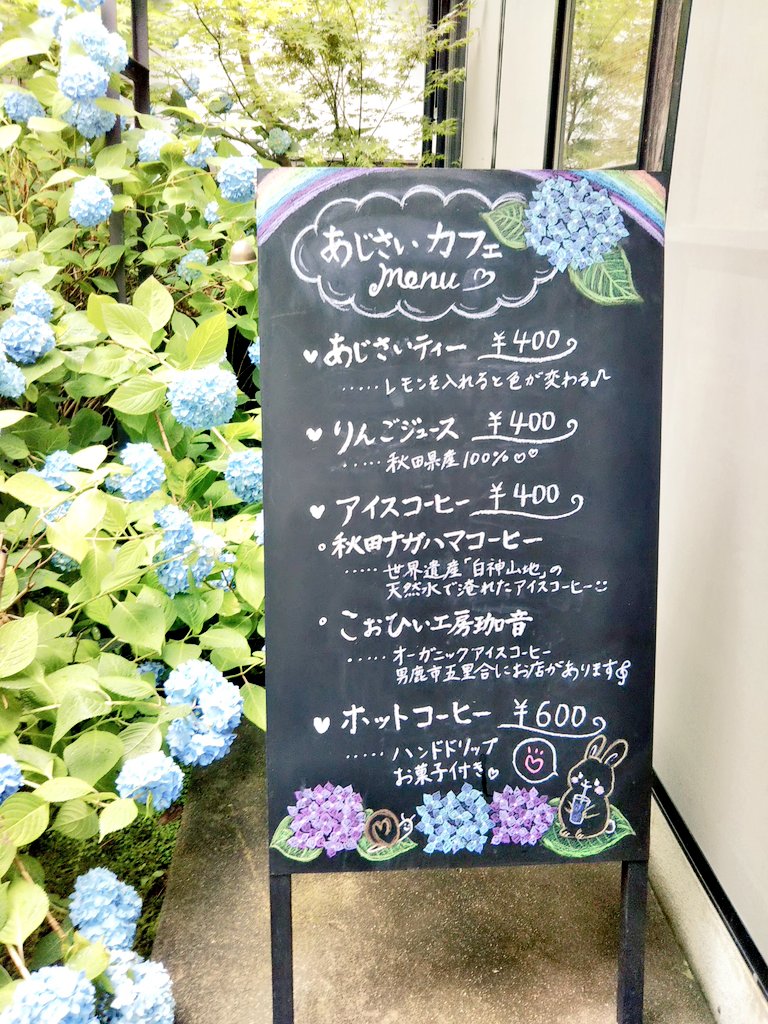 コトネ東北 男鹿市北浦の雲昌寺 あじさいカフェ 紫陽花を愛でながらの あじさいティーは格別 レモン汁を入れると 青から紫色に変化 青色の色素はアントシアニン バタフライピーという ハーブティで美容にも すっきり爽やかなお味です 秋田県