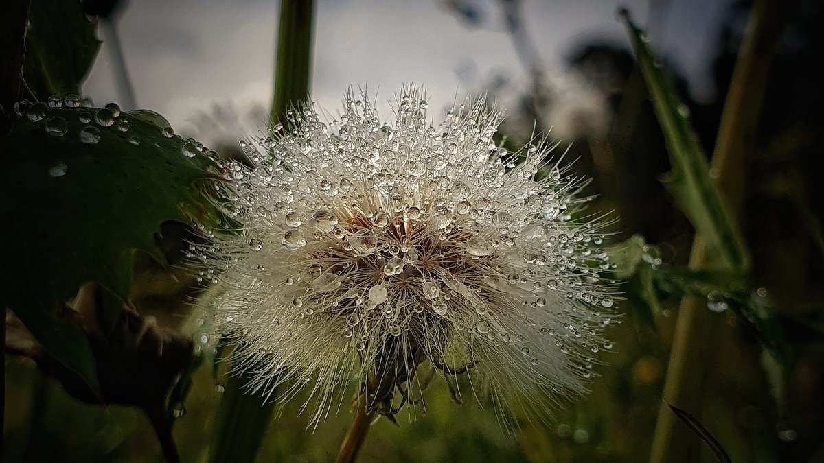 Morning... #my #macro #photography #mobilephotography #nature #naturephotography #naturelover #beauty #raindrops #dandelion #beauty #HappySaturday #Flowers #morninghike #loverainydays #details #staysafe #samsung #missyou #lifeisagift