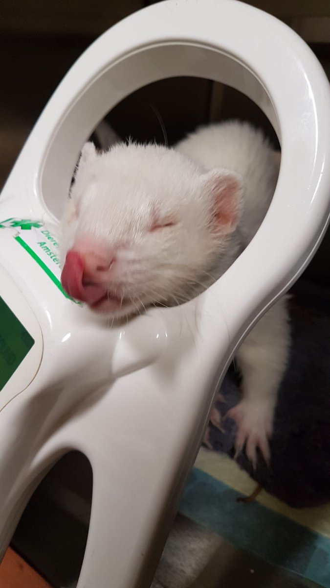 DierenAmsterdam's tweet photo. Omdat Fred naarstig op zoek is naar zijn possie, hebben wij voor de zekerheid nogmaals gecheckt of hij niet een chip heeft, helaas. Fred #Fret is missing his family #Ubercute #ZoLief #Schattig #Stinky #Sweetheart https://t.co/rottDIr9SO