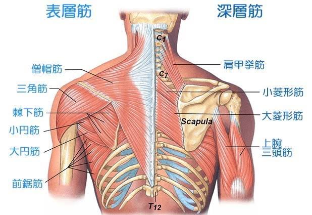 Cafe Bar Dingo Twitterren 肩甲骨の内側を中心に肩から背中の深層筋に時間をかけじっくりアプローチしてから首 肩 背中 腰とラインに沿ってマッサージの範囲を広げていただければ身体も軽くなり気持ちいいです