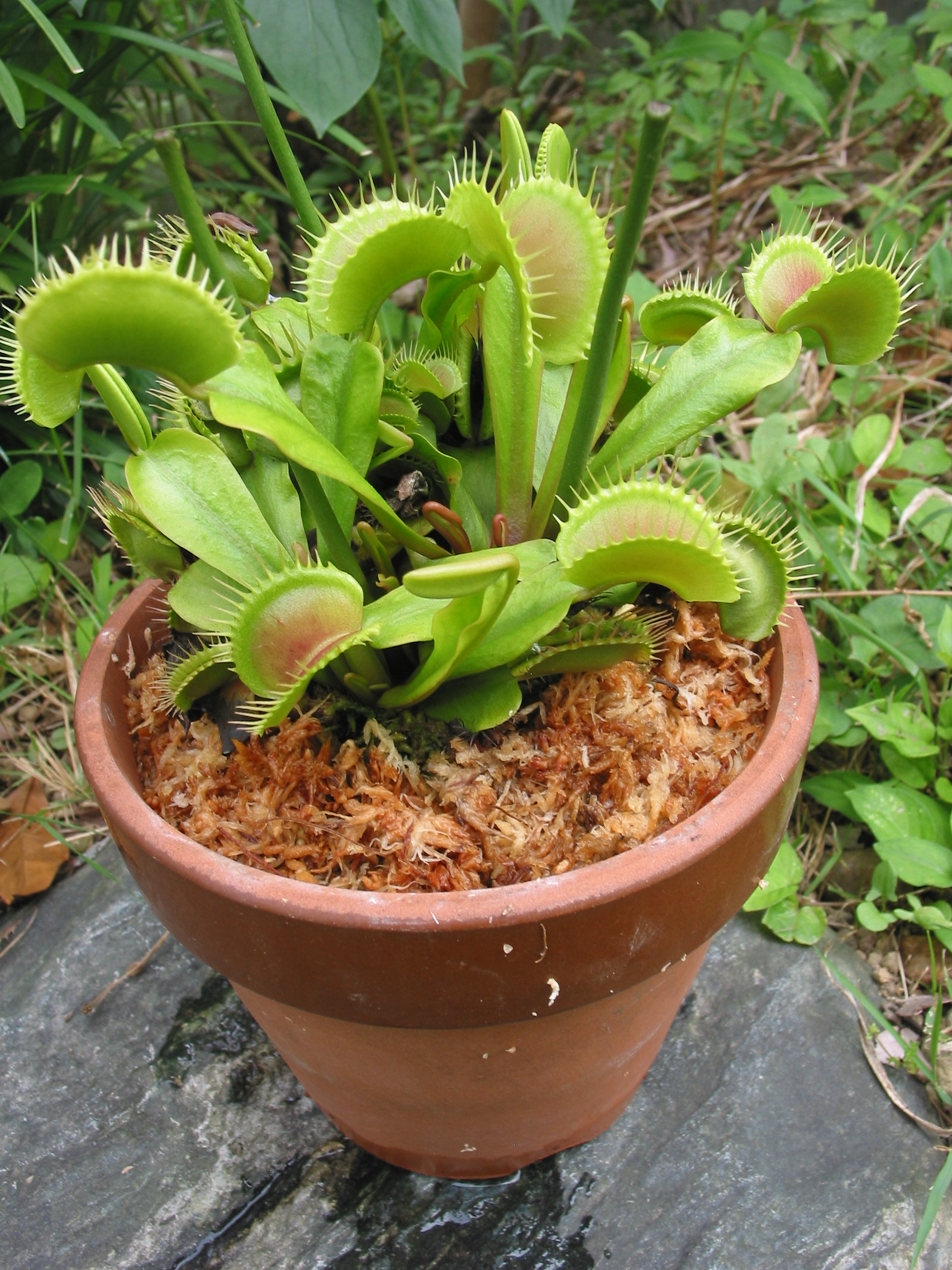 Mm 株分けしなかったハエトリソウを鉢増ししてみました 小さいポット植えと若干草姿が変わってきています このまま高さ くらいの鉢まで鉢増しし育成期間を長くすれば本来の草姿になると思っています 食虫植物 ハエトリソウ Dionaea T Co