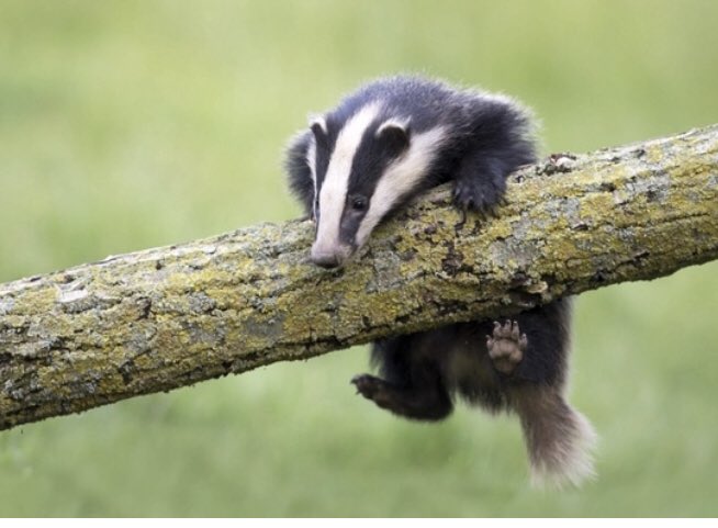 It’s been a tremendously bleak week. Well done for getting through it. Here are some ridiculous news stories about badgers. 1/7
