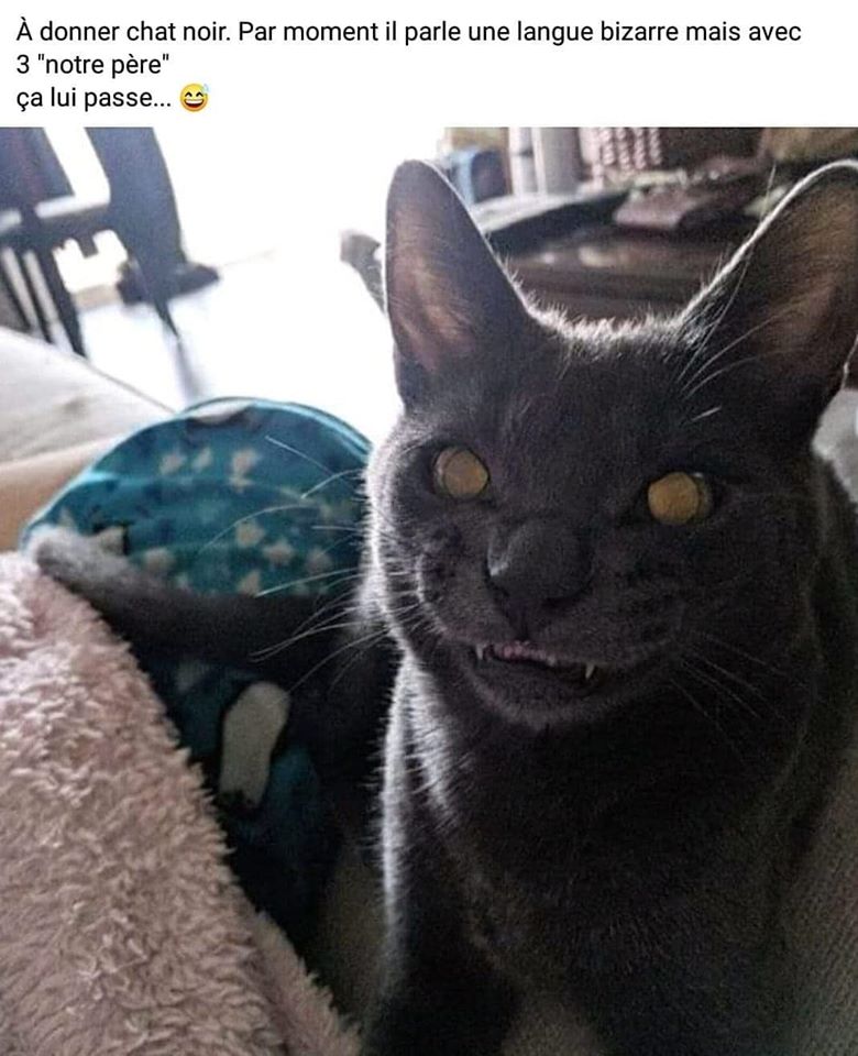 Diane Doniol Valcroze Exorcist Cat T Co Oobfz3ijvt Twitter