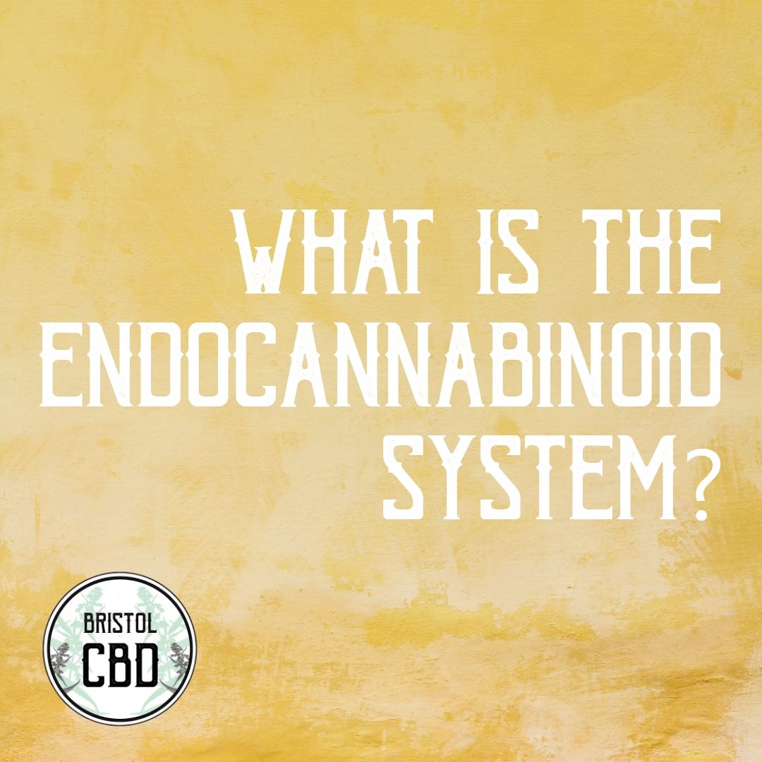 BristolCBD's tweet image. What is the #Endocannabinoid System and how does it affect your health? ❓

Want to find out the answer? 👀 

Click on the link below to head to our extensive #CBDguide, which answers all of our FAQs! 

buff.ly/2yNHSB1 🌿

#Bristol #BristolCBD #CBDHeals #cbdoil