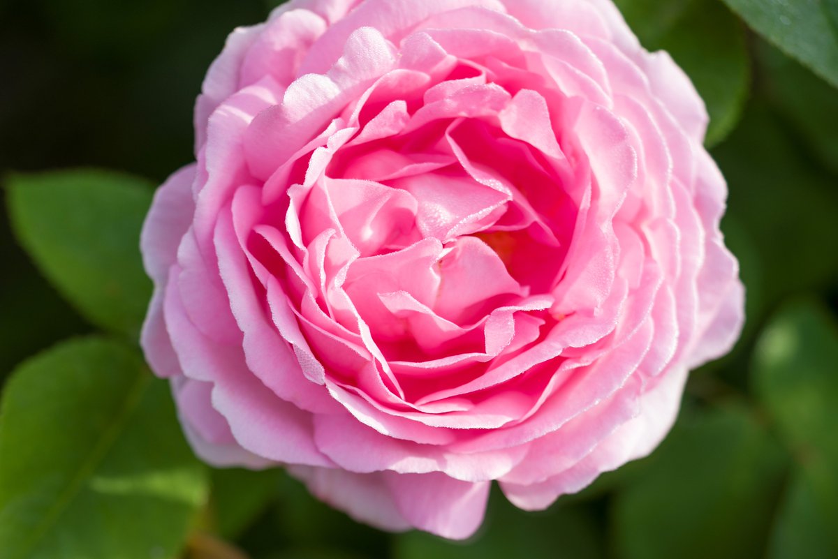 The pink chevron, along with the white and blue, represents the trans community, and is made with the summer blooms  @SissinghurstNT in Kent.Sissinghurst was home to Vita and Harold Nicolson, whose unconventional marriage allowed both to pursue same-sex affairs in private.(3/12)