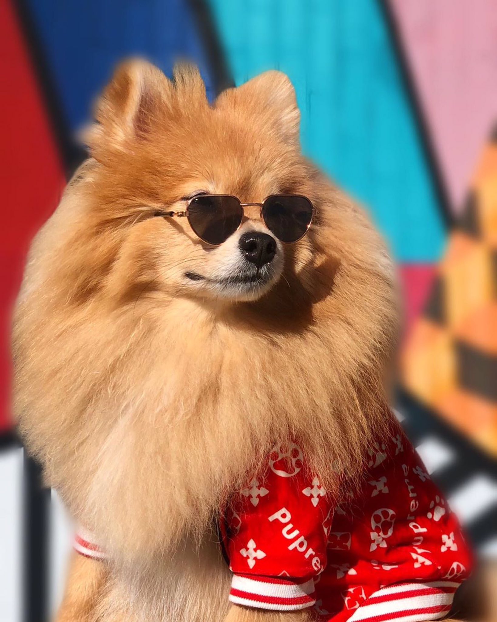 Pomeranian sunglasses store