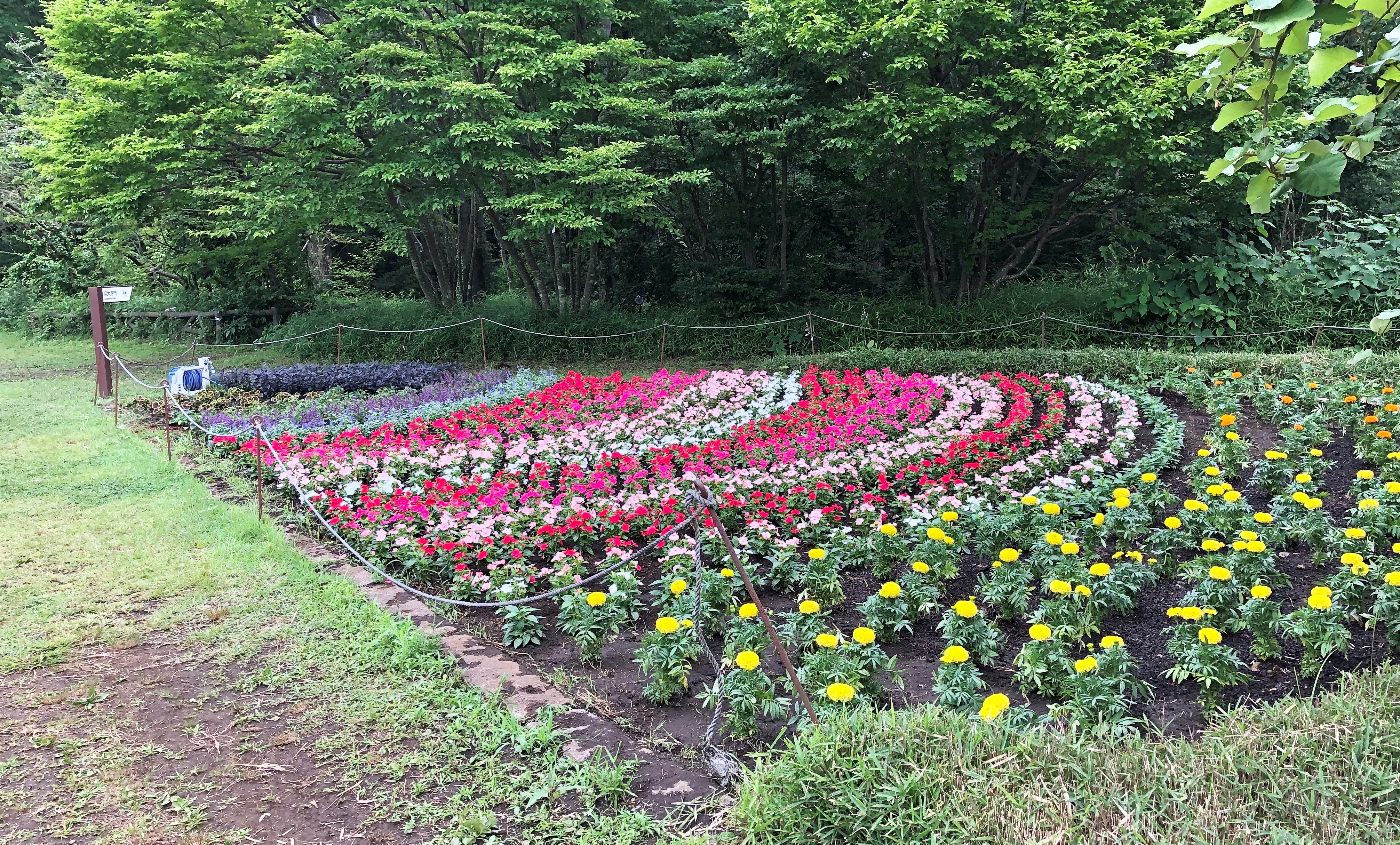 Twitter 上的 神代植物公園 ニュース スタッフより 園芸係 芝生広場南側うりうり畑に夏花壇 をつくりました 夏に強い花苗 コリウス サルビア サルビア ファリナセア アンゲロニア ニチニチソウ ペンタス マリーゴールドを使っています 花苗が成長し 花壇