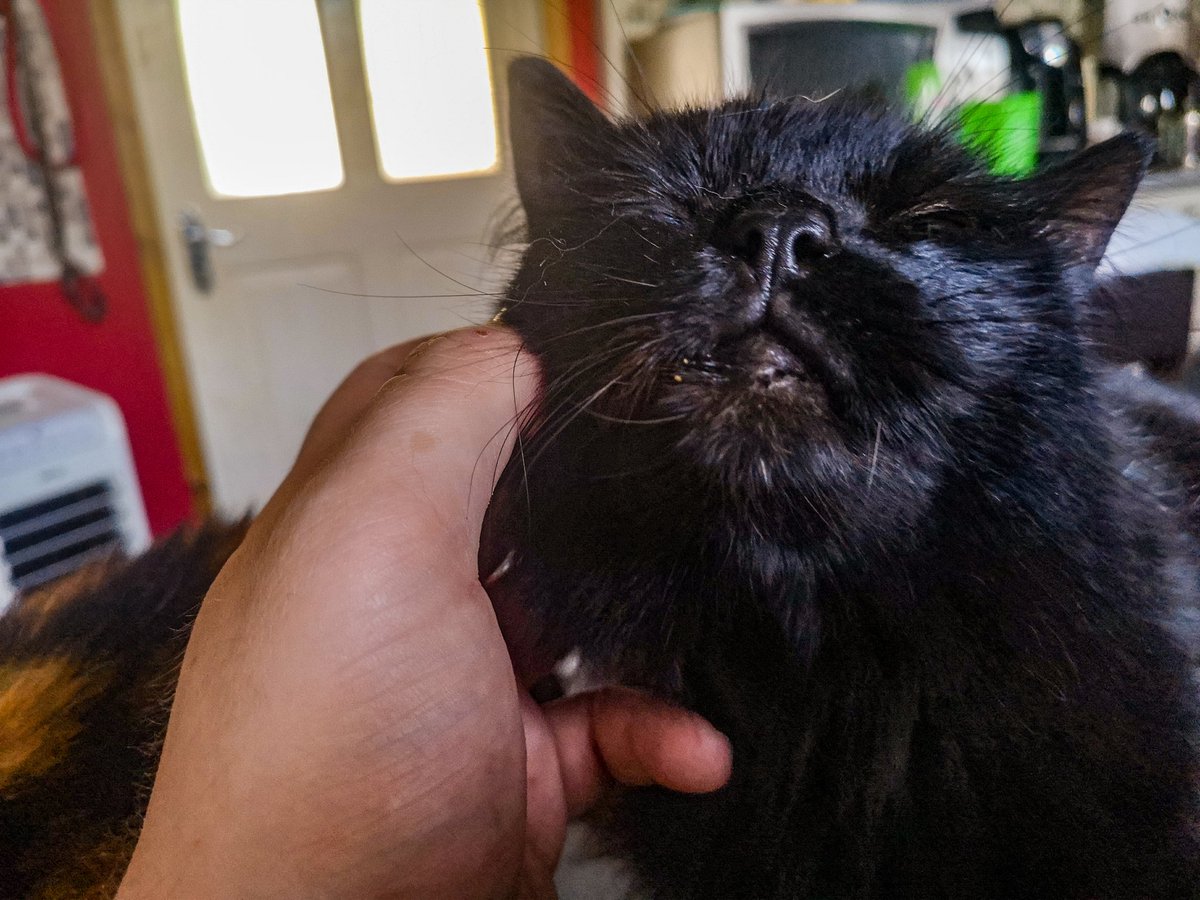MurphyTCat's tweet photo. Baby Bear luf him scrimtches! Hims always jump on dades lap wen hims sit down xx hims also a handsum kitteh x haf a great #Caturday mai luvly furiens xx 💕 🐾 #BlackCatsRule #panfursquad #panfur #BeExcellentToOneAnother #CatsOfTwitter https://t.co/57cET1c6gr