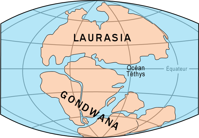 Todo surgió a partir de que el supercontinente Gondwana se rompiera en 5 partes dando lugar a lo que hoy es América del Sur, África, La Antártida, Australia, la India y Zelandia. Esto sucedió entre 150 y 50 millones de años atrás en el tiempo.