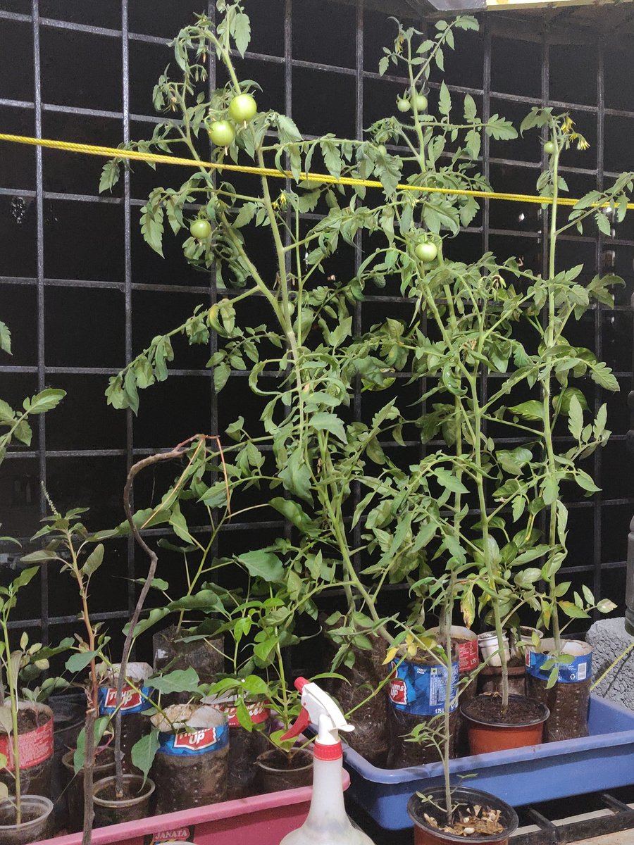 I started this thread in February. Learnt few skills from YouTube videos. Thought of sharing the results.Here are some Tomato Plants i grew in a little space.