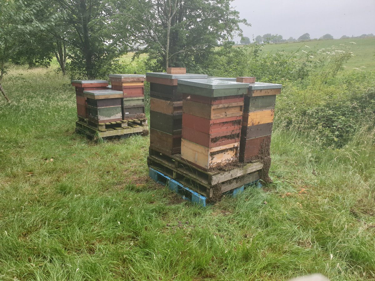 A change in weather allows an opportunity to snatch some ripe honey.

Just starting to crimp a proportion of colonies as swarming impulse recedes.