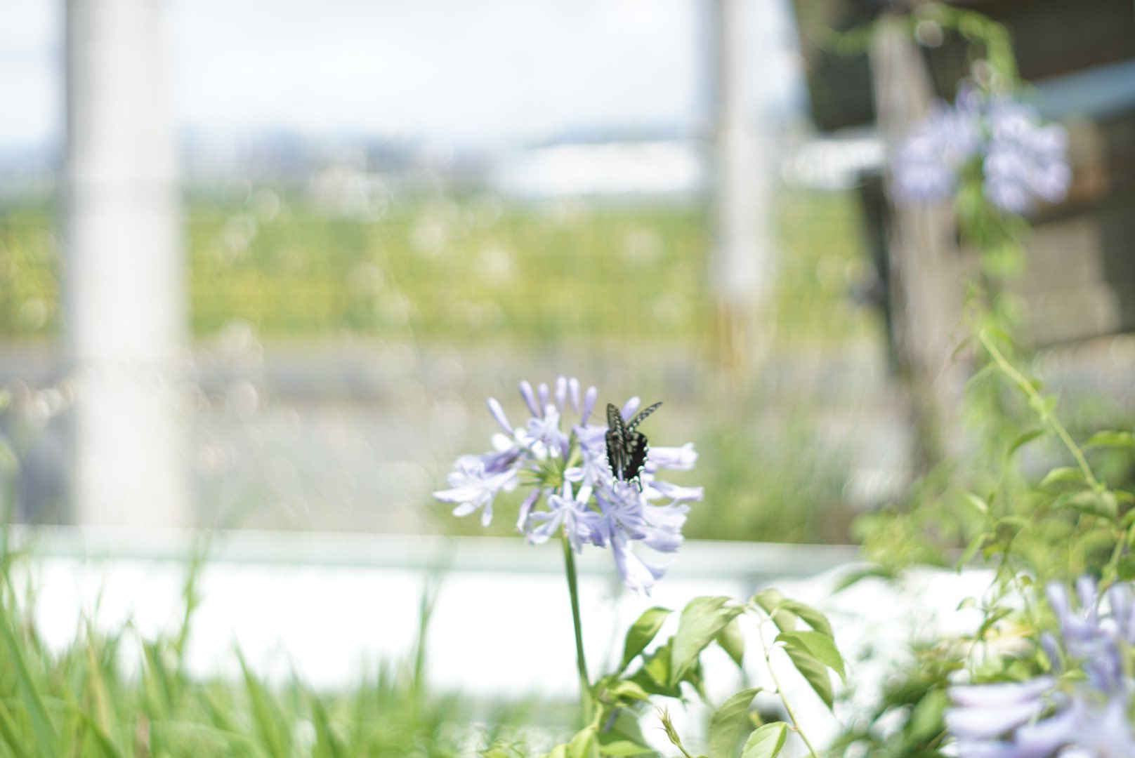 花とちょうちょ Twitter Search Twitter