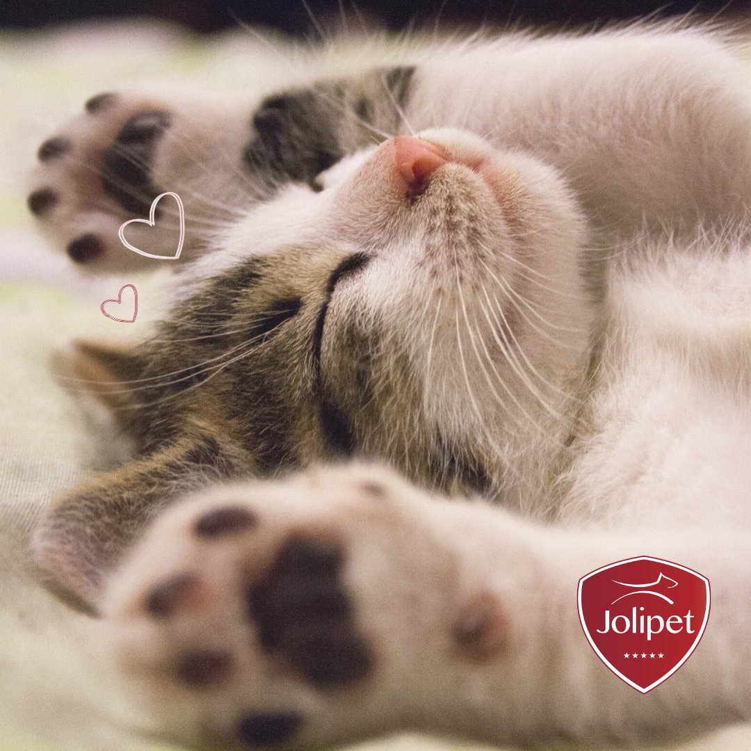 Jolipet_'s tweet photo. And how lazy is YOUR cat?  💤 😻

#lazycat #meow #kat #chat #petstagram #pets #lovecats #kittycat #kitty #ilovemycat #cutecat #catstagram #catsofinstagram #catsofig #catsagram #catlover #catlife #jolipet https://t.co/JTtpyg1pxL