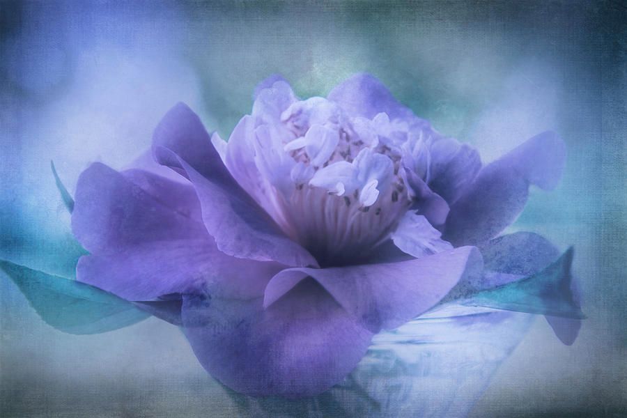 TerryIKON's tweet photo. "Lilac Camellia" by Terry Davis https://t.co/DEovjVBEJ8
#Camellia #Flwer #Lilac #Lavender #Purple #Texture #TerryDavis @TerryIKON https://t.co/UalaCk11oh