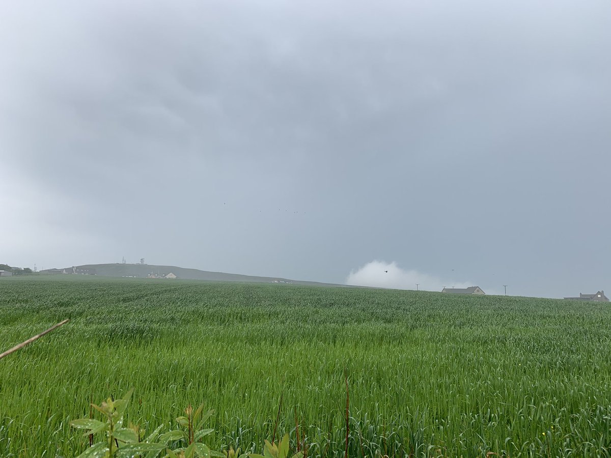 OrkneyUncovered's tweet image. Thunderstorm this morning. I love the storms and the epic pictures you can capture.

#thunderstorm #Orkney #thundercloud #lightning #photooftheday #NaturePhotography #Weathercloud #goodmorning