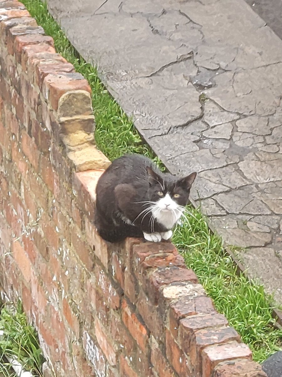 Eng_Objective's tweet photo. #HappySaturday everyone! It's raining #catsanddogs today in the UK! What's the weather like in your region?
PS. Big up for my furry friend Felix (I chose his name). From time to time he shows up to say 'hello'π
#englishobjective #rainy #awfulweather #Caturday https://t.co/sqTqEzhad9