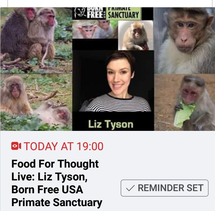 A gentle prod & reminder that 'Dan the squirrel man' is back tonight at 7pm to chat with the lovely #LizTyson of @BornFreeUSA #primatesanctuary.
Dont forget to tune in as @Food4ThoughtDoc goes Live with the adorable duo that is @dan710ths & @GilesAlderson 🙏💚
Have tissues handy!