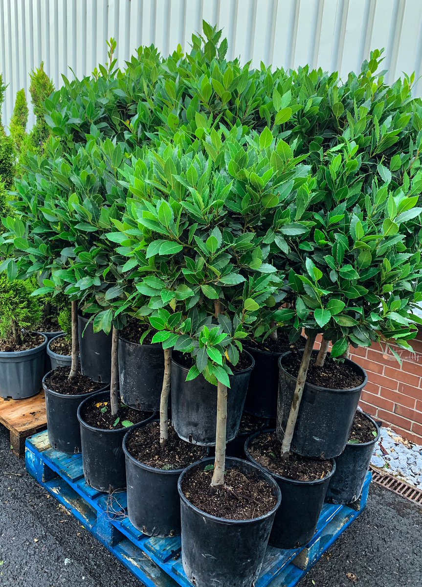 Fresh delivery of these fabulous Bay trees alongside other statement plants for your home and garden. Pop down and see us <a href="/altrinchammkt/">Altrincham Market</a> or call to reserve or arrange delivery. These Bays are 4ft and £75 each.
#altrincham 
#garden