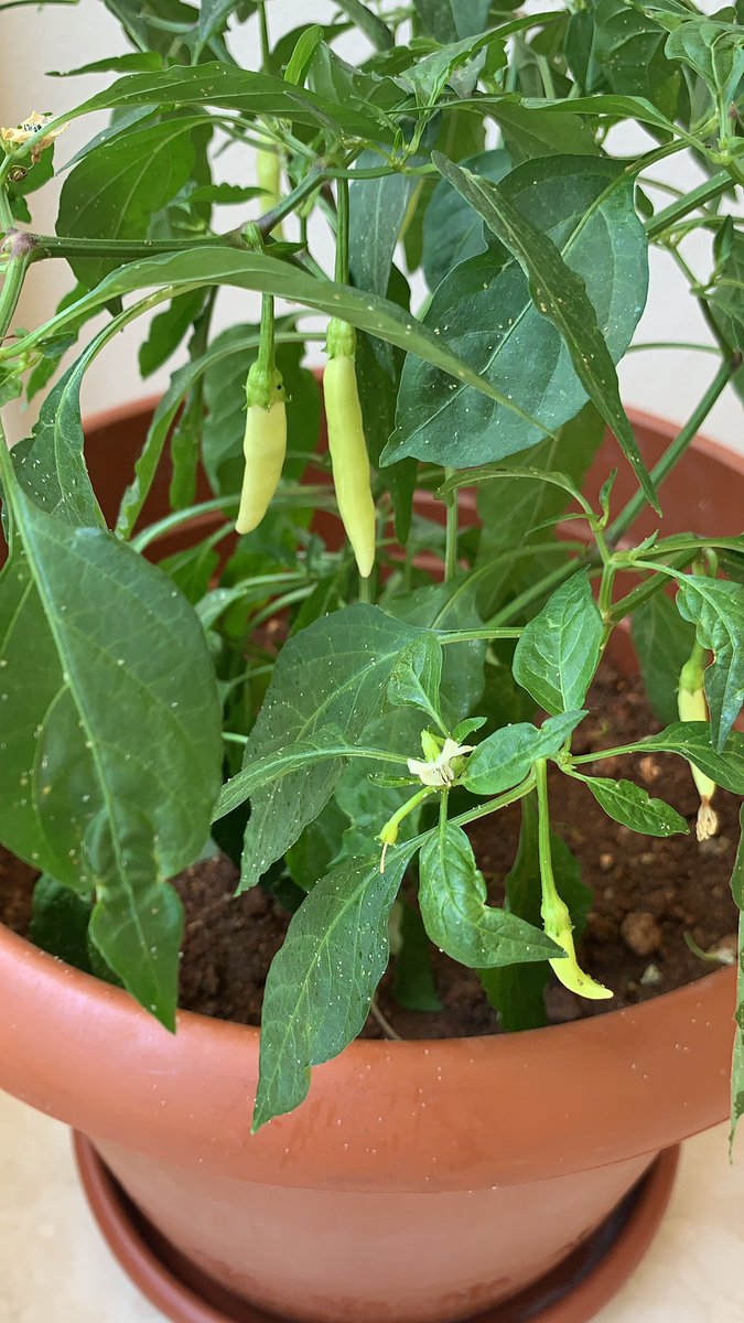 Toprağa sıkıca emek verirsen, filizlenir meyve verir sana 🌶🌶