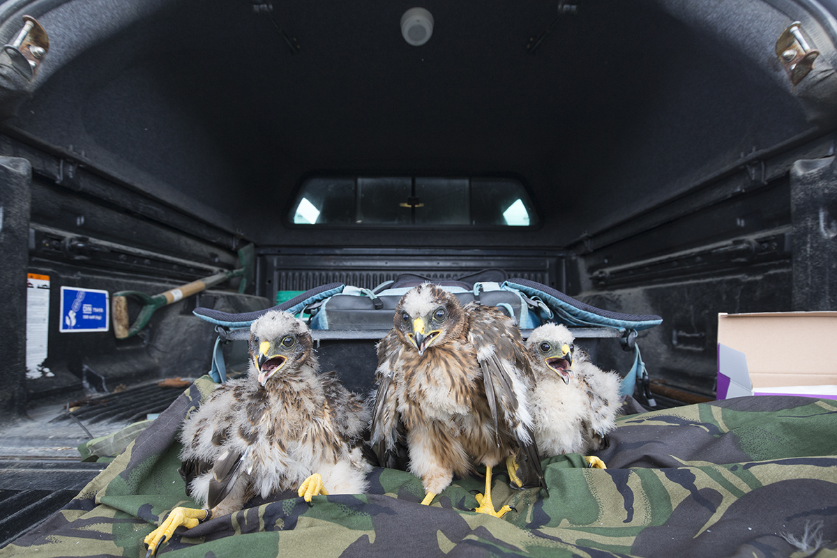 I've been filming hen harrier chicks having (very expensive) GPS transmitters fitted. It's a process that is hugely stressful to the birds. So why bother? Well, if these birds didn't keep getting killed once they leave their natal territories, we wouldn't need to.@strathearnrose