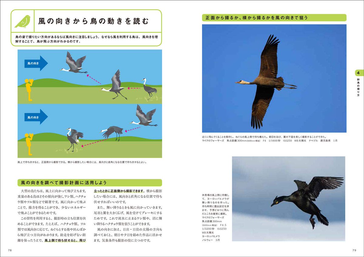 これまでで最高の 飛ぶ 鳥 イラスト 正面