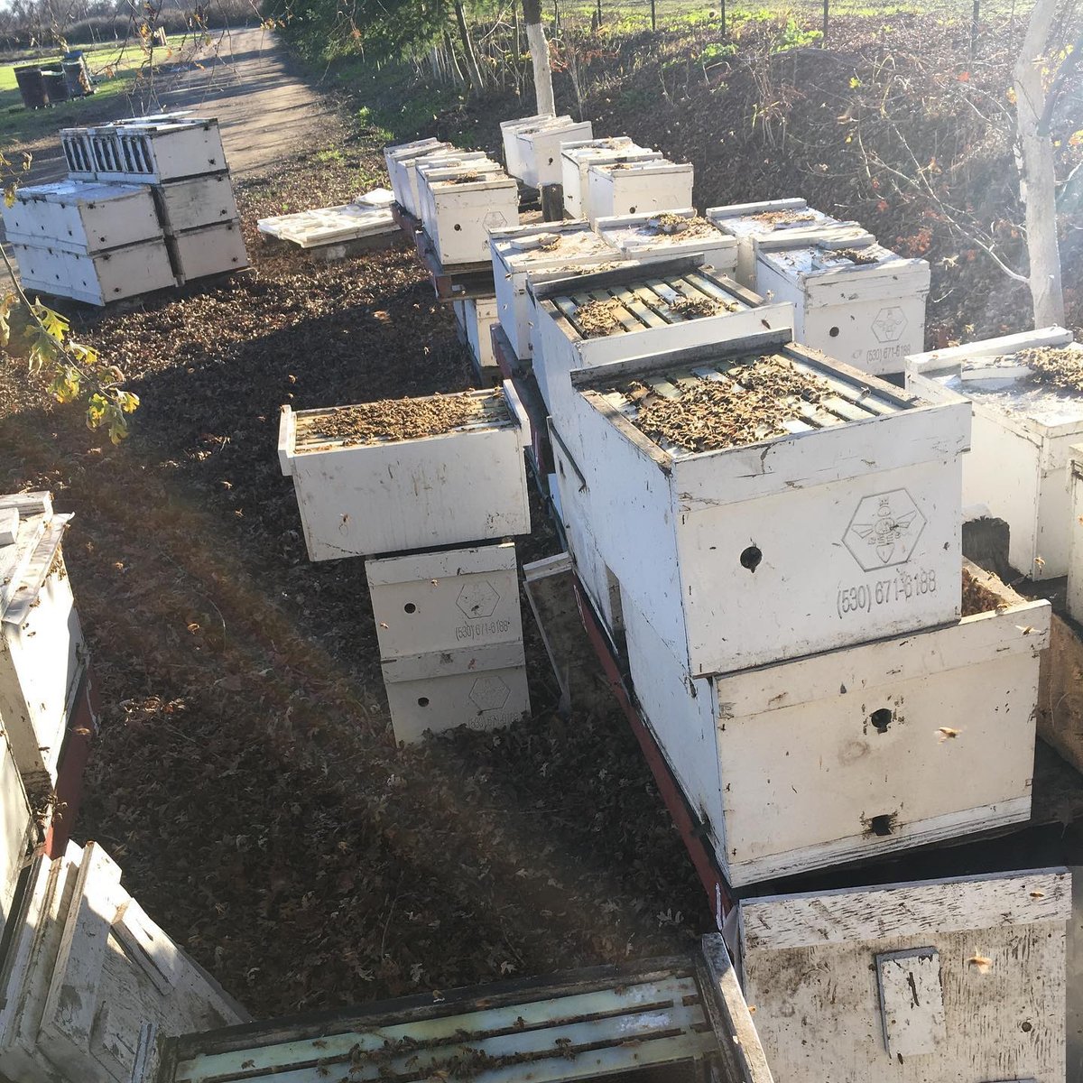 ANBeesQueens's tweet photo. Pulling the queens out and convert into hives for the almond pollination. .
.
.
.
.
#Bee #bees ##beekeepers #beekeepersofinstagram #beekeeperlife #beekeeperproblems #beeepersofinstagram #ca #california #lovewhatyoudo #almondpollination2020 https://t.co/D9zJ5JzuOb