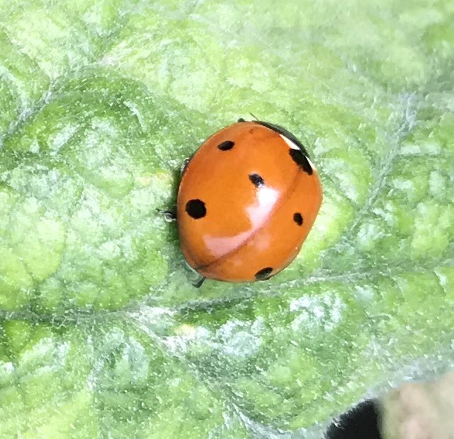 🐞🐞🐞
