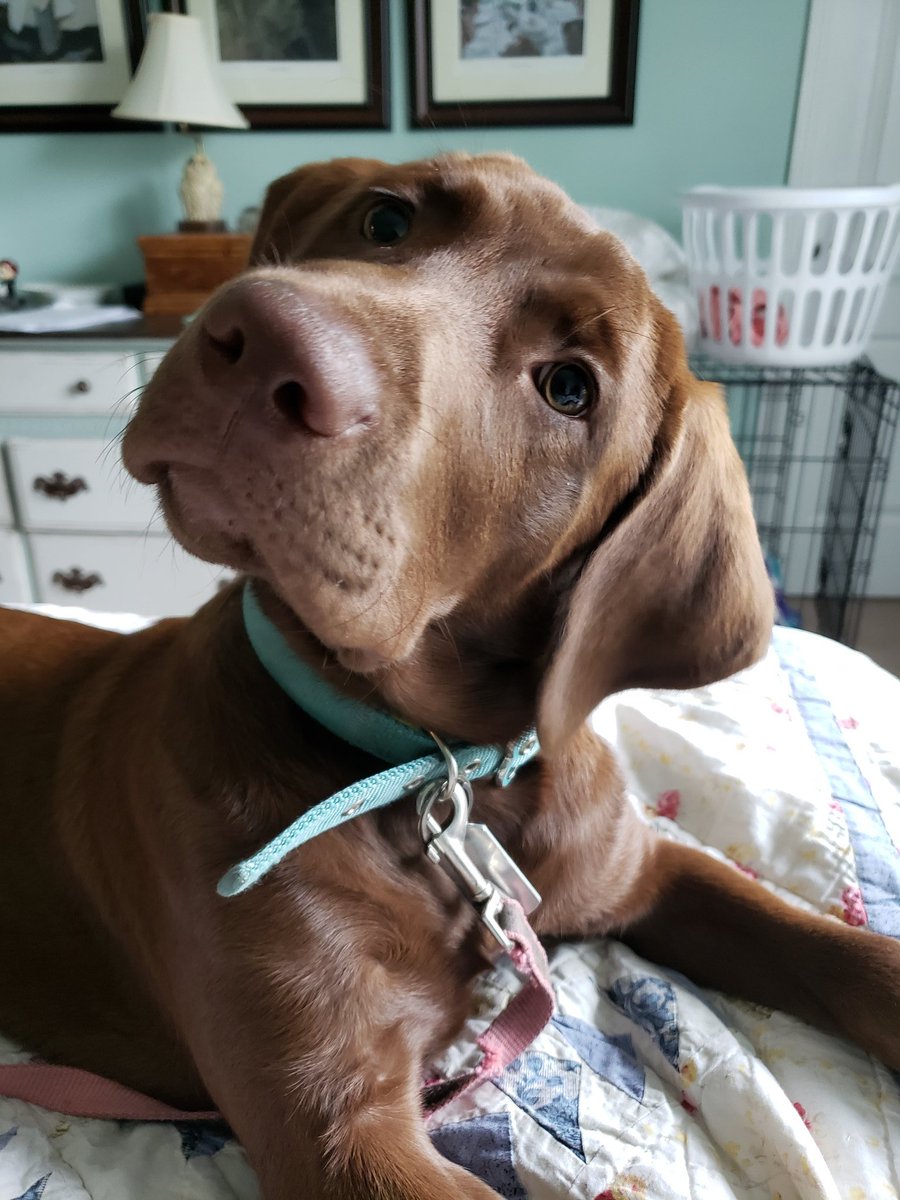 I am renaming my pup Dixie Chick.