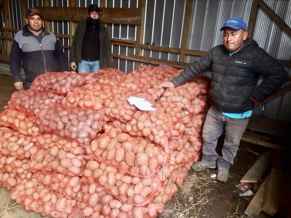 CEspinozaQ's tweet photo. Solidaridad pura: Agricultores y comunidades mapuche de Cañete y Tirúa, en la Provincia de Arauco, donaron 8,5 toneladas de papas, las que serán entregadas a las ollas comunes de la región y hogares de ancianos más necesitados. @Cooperativa https://t.co/Q1xBPuOlYR