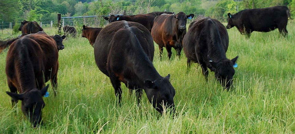 “In studies we’ve done, if we deworm calves and their dams in mid-summer, we see a significant weight gain on the calves, as well as improving reproductive efficiency in the cows,” says Bert Stromberg. ow.ly/t3pU50AjbzV #ABBx