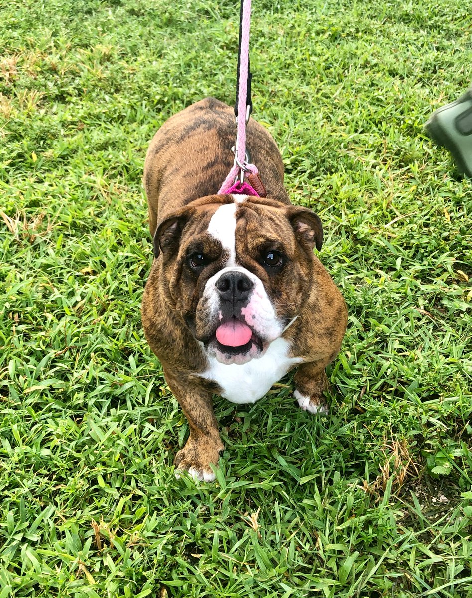 Hi, I'm Unity ❤️ Looking for my perfect forever home with lots of kisses and cuddles 😘 I'm a 9-month-old #englishbulldog  with a cute, playful personality! I can't wait to get out of here and start a new life with someone special 🐾  #AdoptDontShop