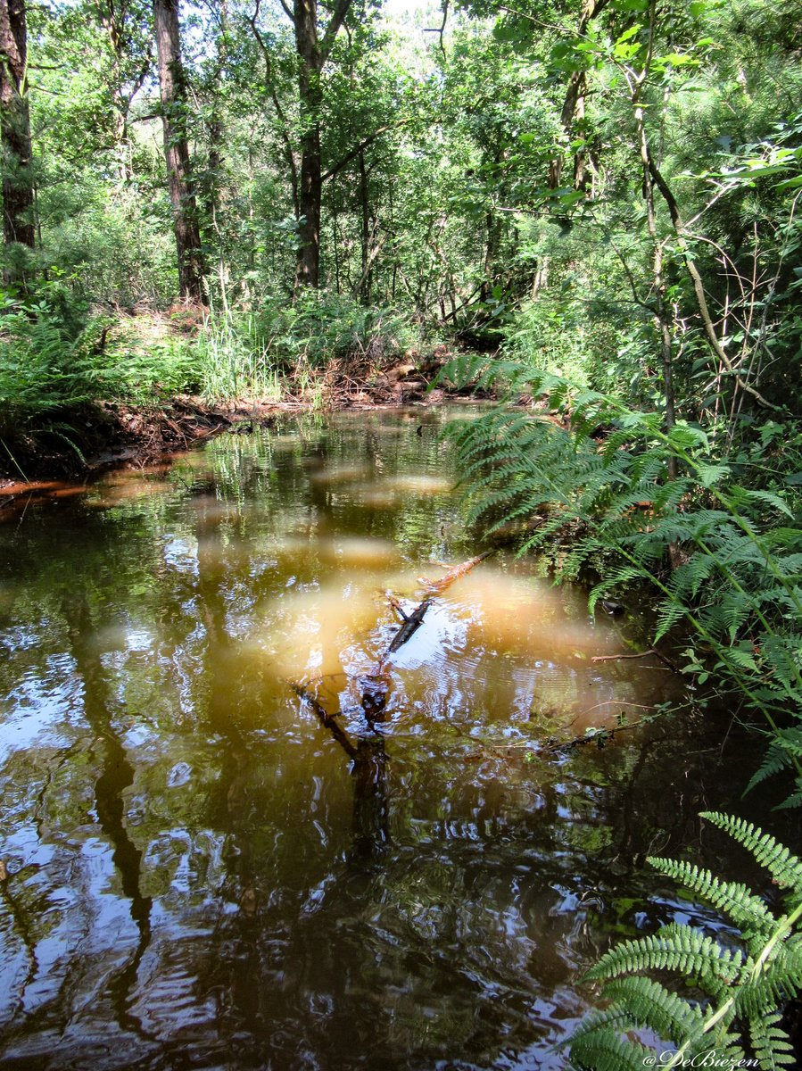 DeBiezen_76's tweet photo. #Esperloop tweet 💚roestbruin door de aanvoer van ijzerrijk water uit de #Peelrandbreuk een zeldzaam voorbeeld van een van de nog weinige bijna geheel intacte prehistorische #heidebeekjes 💧 https://t.co/CLze35MCep