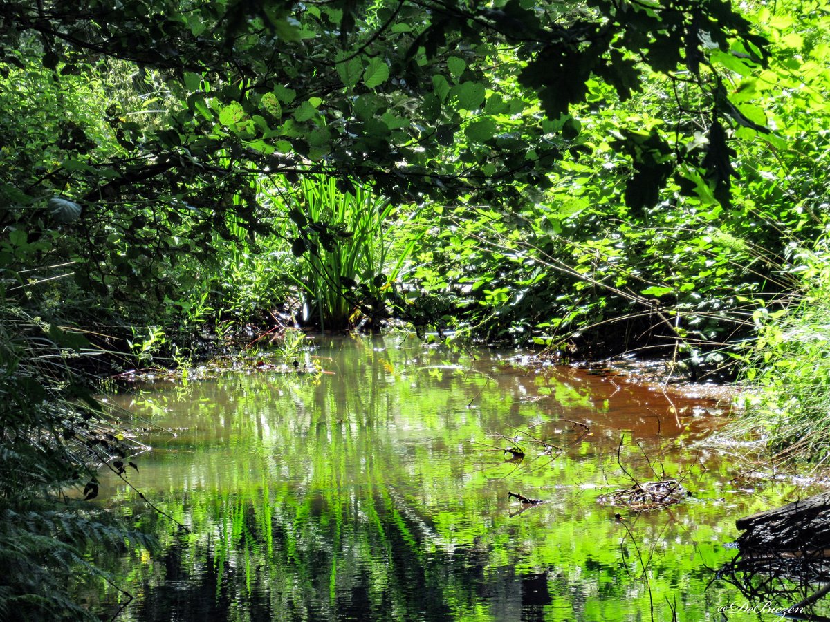 DeBiezen_76's tweet photo. #Esperloop tweet 💚roestbruin door de aanvoer van ijzerrijk water uit de #Peelrandbreuk een zeldzaam voorbeeld van een van de nog weinige bijna geheel intacte prehistorische #heidebeekjes 💧 https://t.co/CLze35MCep