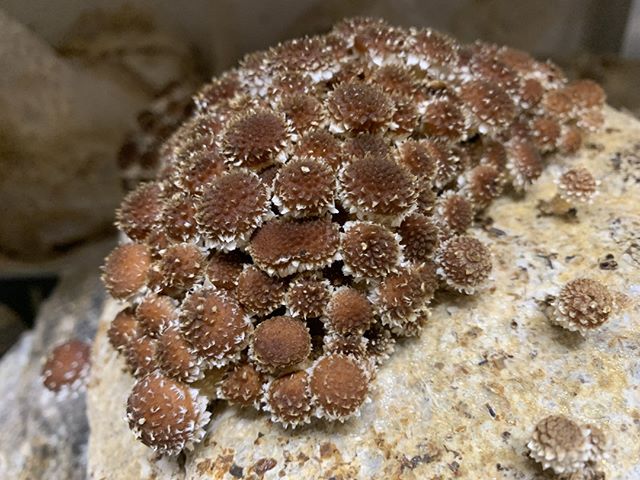 Good morning from these mushroom babies! Did you know that the first stage of mushroom growth is called pinning? #saturdaymorningfunfact 
Come grab your delectable mushrooms this morning at any of our markets!
#hawrivermushrooms #chfarmersmarket #durhamfarmersmarket #southdurhamf