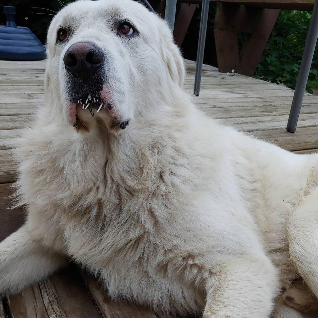 lambspork's tweet photo. Somebody found a porcupine last night! Just hold your dog down and pull them out Google said... #gotitdone #thatwasNOTeasy #poorpuppy @karenjlamb https://t.co/IEVhB30da9 https://t.co/3mKAIQr3Ia
